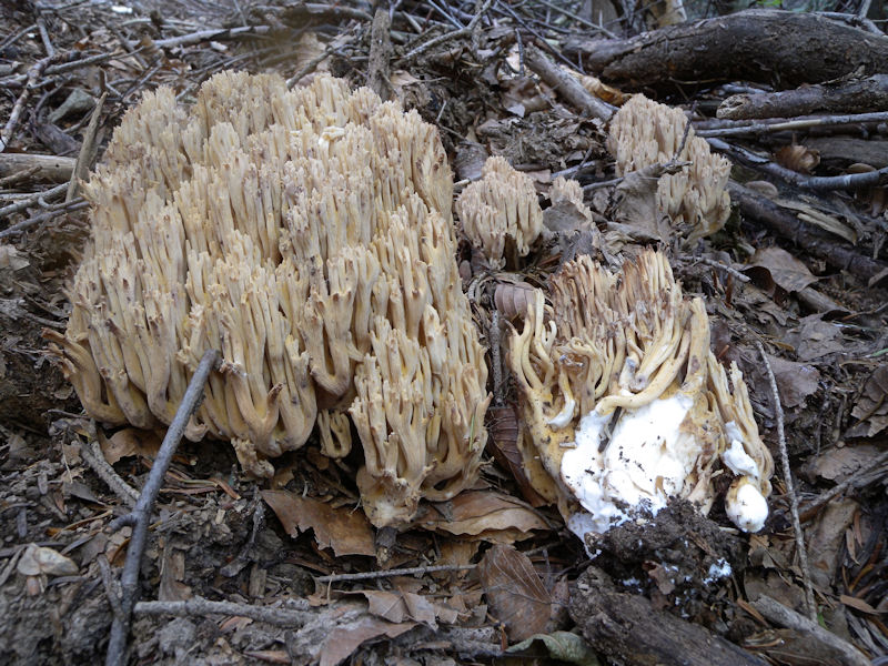 Ramaria